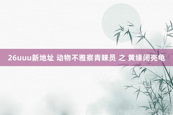 26uuu新地址 动物不雅察青睐员 之 黄缘闭壳龟